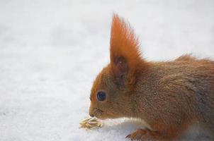 rot Eichhörnchen auf Weiß Schnee im Winter Park foto