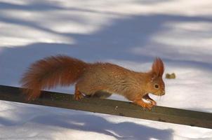 rot Eichhörnchen auf Weiß Schnee im Winter Park foto