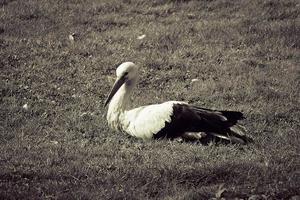 Storch auf das Wiese im Sommer- foto