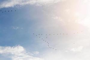 Herden von Vogel fliegend auf Blau Himmel mit Sonnenlicht und Sonnenuntergang foto