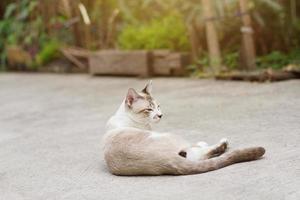 grau gestreift Katze genießen mit schön Blumen im Garten foto