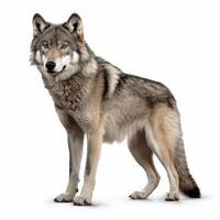 Bild von Wolf isoliert auf Weiß Hintergrund generativ ai foto