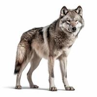 Wolf isoliert auf Weiß Hintergrund voll Körper Bild generativ ai foto