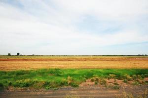 schön Landschaft von frisch Grün Reis Felder und Plantagen in der Nähe von Kanal im Thailand foto