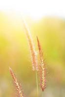 Sanft Fokus schön Gras Blumen im natürlich Sonnenlicht Hintergrund foto