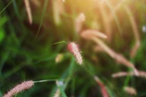 Sanft Fokus schön Gras Blumen im natürlich Sonnenlicht Hintergrund foto