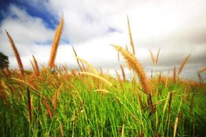 schön Gras Blumen Feld mit wolkig und windig Sturm auf Himmel im natürlich Sonnenlicht Hintergrund foto