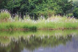 tropial Wald und wild Gras Blumen in der Nähe von Kanal und Flussufer foto