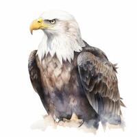 ein Aquarell Illustration von ein kahl Adler auf Weiß Hintergrund generativ ai foto