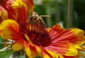 schließen oben von Biene auf Blume foto