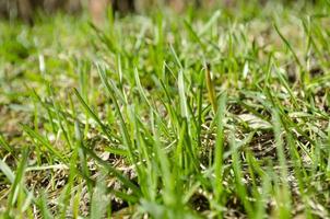 frisch Grün Gras Nahaufnahme. Frühling Gras Hintergrund. foto