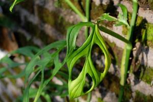 Monstera adansonii im das Morgen foto