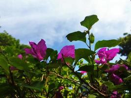 Bougenville Blumen Blühen Hintergrund Blau Himmel foto