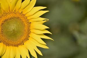 schön Sonnenblume auf ein sonnig Tag mit ein natürlich Hintergrund. selektiv Fokus. Makro Aussicht von Sonnenblume. foto