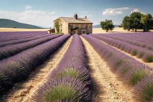 Lavendel Landschaft im das Stil von Provence. gepflegt Reihen von Lavendel beim Sonnenuntergang. generativ ai foto