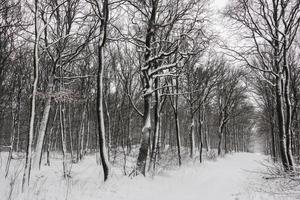Menge von Schnee beim das Baum Stämme während Wandern im das Wald foto