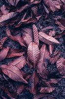 braun und rot trocken Blätter im das Boden im Herbst Jahreszeit foto
