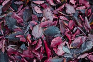 braun und rot trocken Blätter im das Boden im Herbst Jahreszeit foto