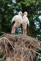 ein Paar von Störche im das Nest foto