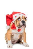 Englisch Bulldogge Welpe mit Weihnachten Hut foto