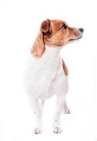 Jack Russell Terrier Welpe foto