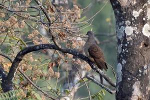 gesperrt Kuckucks-Taube oder Makropygie entladen gesehen im langtong im Westen Bengalen, Indien foto