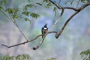 schwarz baza oder aviceda Leuphoten beobachtete im langtong im Westen Bengalen, Indien foto