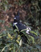 schwarz baza oder aviceda Leuphoten beobachtete im langtong im Westen Bengalen, Indien foto