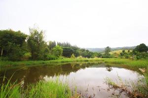 schön tropial Regen Wald und wild Gras Blumen in der Nähe von Kanal und Flussufer foto