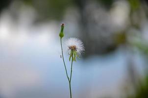 geschlossen Porträt von flauschige Weiß Löwenzahn Blume im das Garten. foto