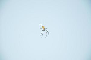 ein Gelb Spinne hängt auf es ist Bahnen gegen das Blau Himmel foto