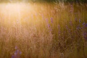 Selektiver weicher Fokus von trockenem Gras, violettblaue, lebhafte Wildblumen, Stiele, die bei goldenem Sonnenuntergangslicht im Wind wehen, verschwommene Hügel im Hintergrund, Kopierraum. natur, sommer, graskonzept. foto