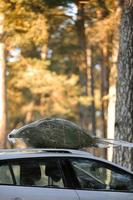 Weihnachten Baum mit Girlanden gebunden auf ein Dach Auto im das schneebedeckt Wald mit Sonnenlicht. frisch Schnitt natürlich Tanne im Netz zum Weihnachten Festival Urlaub Dekoration, Symbol von Familie Fall, Neu Jahr. Bäume Markt foto