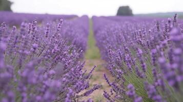 violett Lavendel Feld Blumen Landschaft generativ ai foto