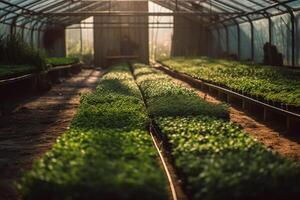 Reihen von Grün Grüner Salat im ein Gewächshaus, Anbau Öko Essen generativ ai foto