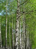 schön Frühling Birke Bäume foto