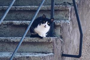 schöne streunende Katze auf der Straße foto