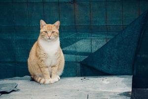 schöne streunende Katze auf der Straße foto