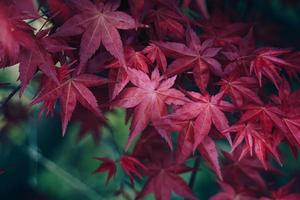 rote Baumblätter in der Herbstsaison, Herbstfarben foto