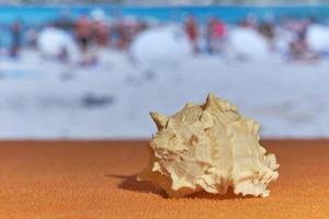 eine Muschel mit verschwommenem Meer auf dem Hintergrund. foto