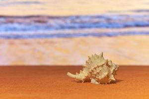 eine Muschel im Sonnenschein mit verschwommenem Meer auf dem Hintergrund. foto