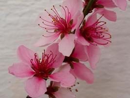 hübsche rosa Pfirsichblüte gegen eine weiße Wand foto