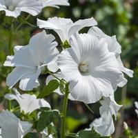 weiße Lavatera blüht in einem Garten