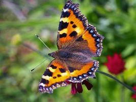 Nahaufnahme eines Schildpattschmetterlings foto