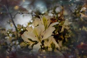 Bauhinia variegata Blühen Weiß und Rosa Baum im das Straßen von das Stadt von alicante im Frühling foto