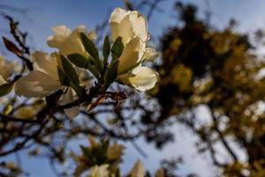 Bauhinia variegata Blühen Weiß und Rosa Baum im das Straßen von das Stadt von alicante im Frühling foto