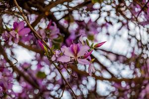 Bauhinia variegata Blühen Weiß und Rosa Baum im das Straßen von das Stadt von alicante im Frühling foto