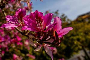 Bauhinia variegata Blühen Weiß und Rosa Baum im das Straßen von das Stadt von alicante im Frühling foto