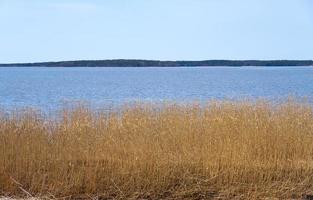 Trockenpflanzen an der Ostseeküste in Finnland im Frühjahr.