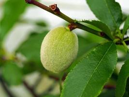 Pfirsichfrucht, die sich auf einem Ast entwickelt